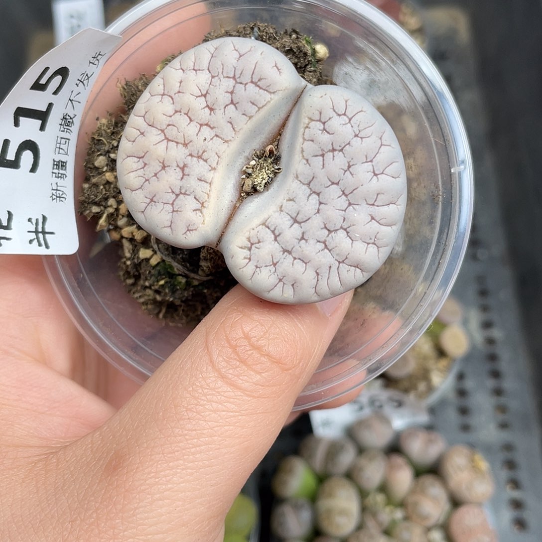 515000000花花花花花花