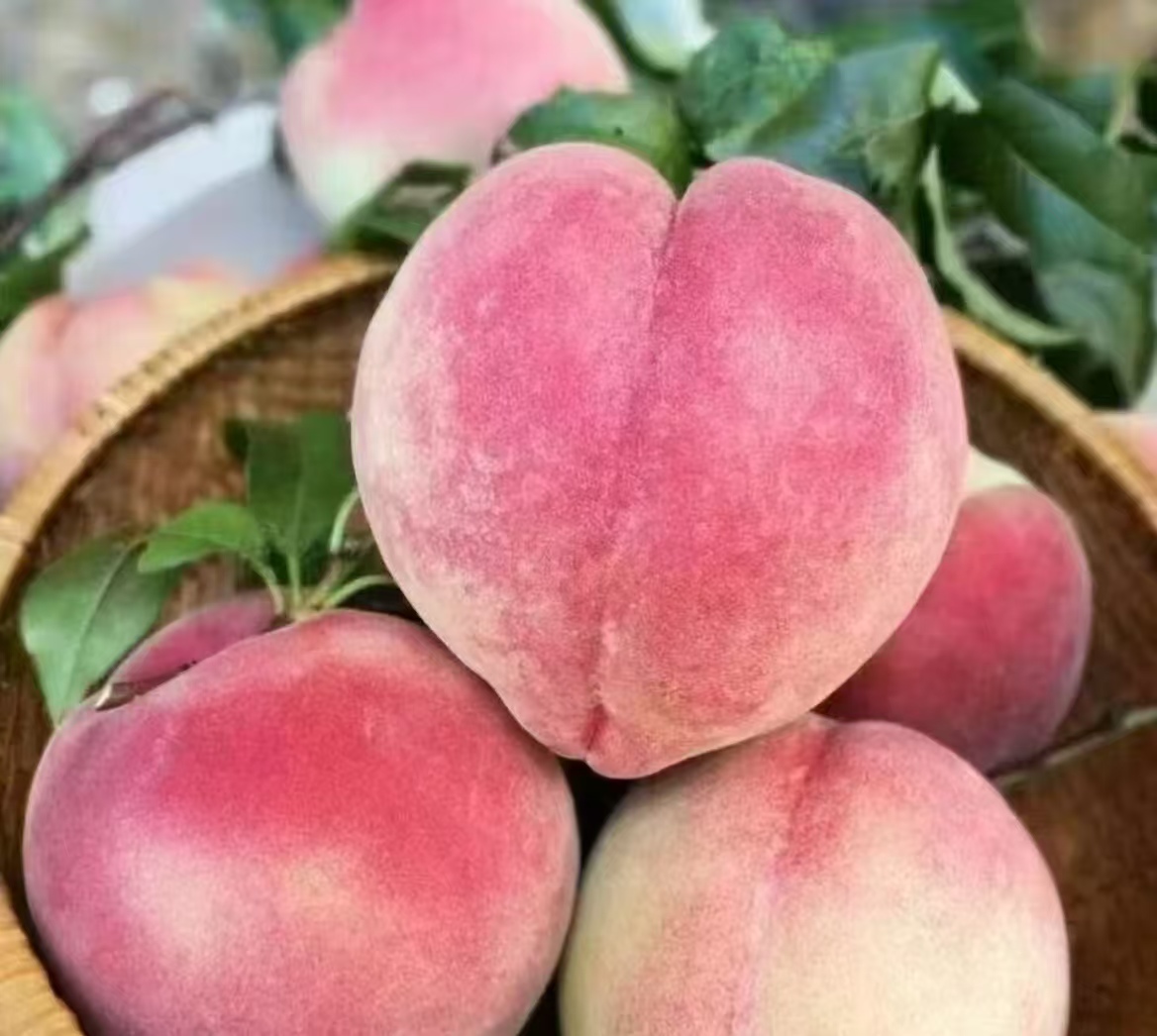 谭希望 大凉山高山雪桃 果园直发 新鲜采摘 现摘现发  脆甜多汁