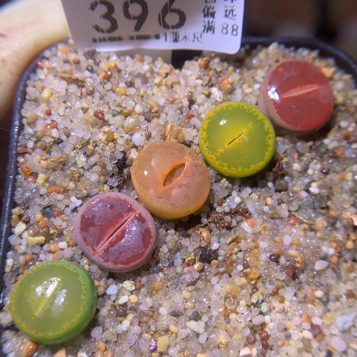 精品生石花213.395