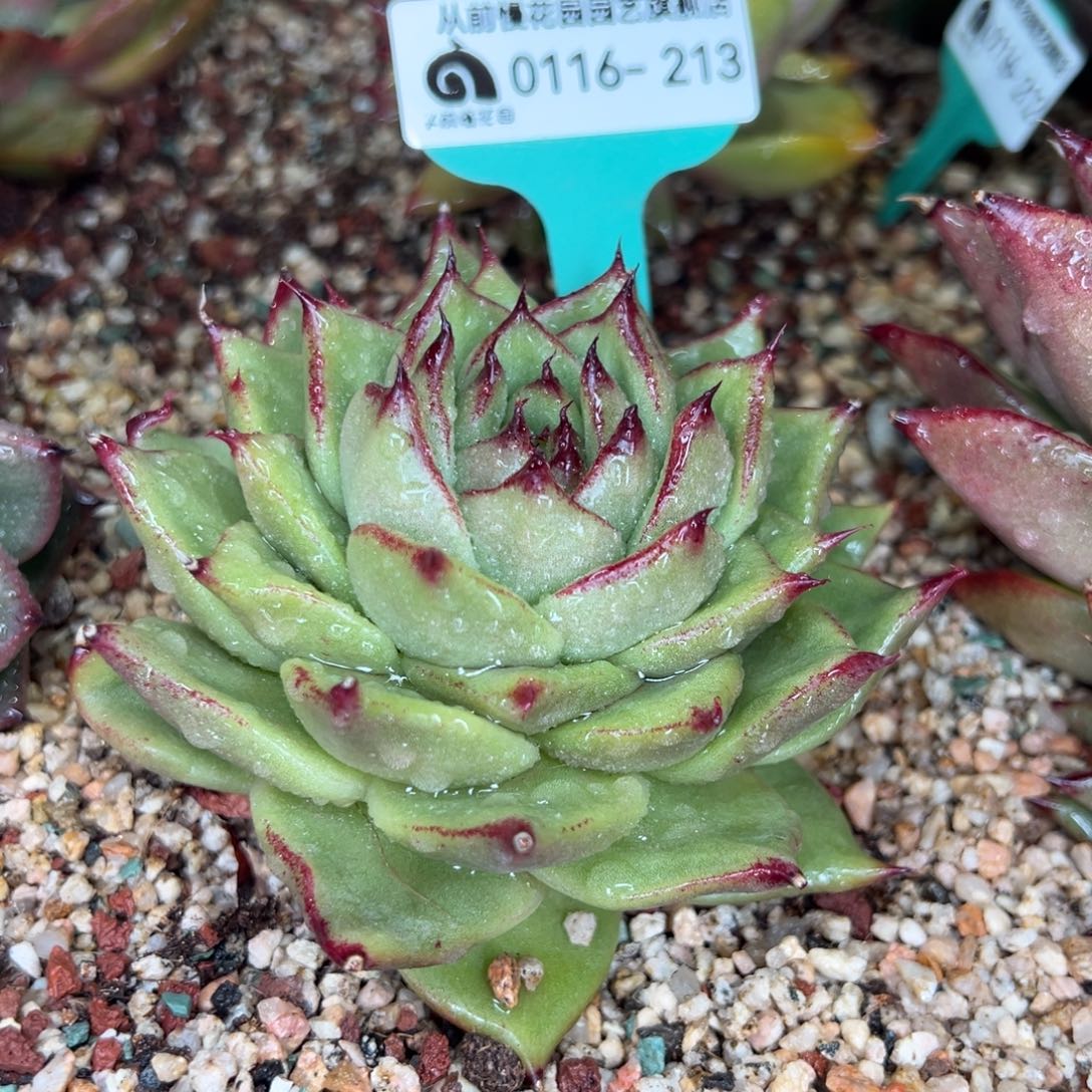 从前慢多肉精选编号0116.213