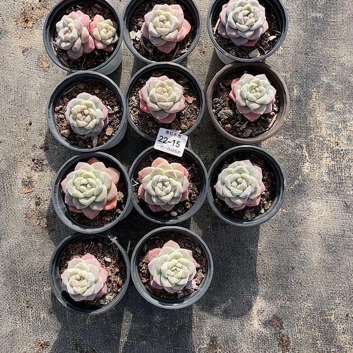 如***动你在干嘛呢我在洗衣服呢