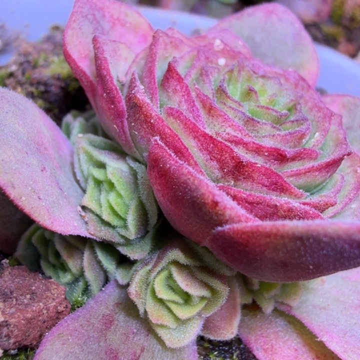 HD621 永夜龙翼gu品  侧芽预留