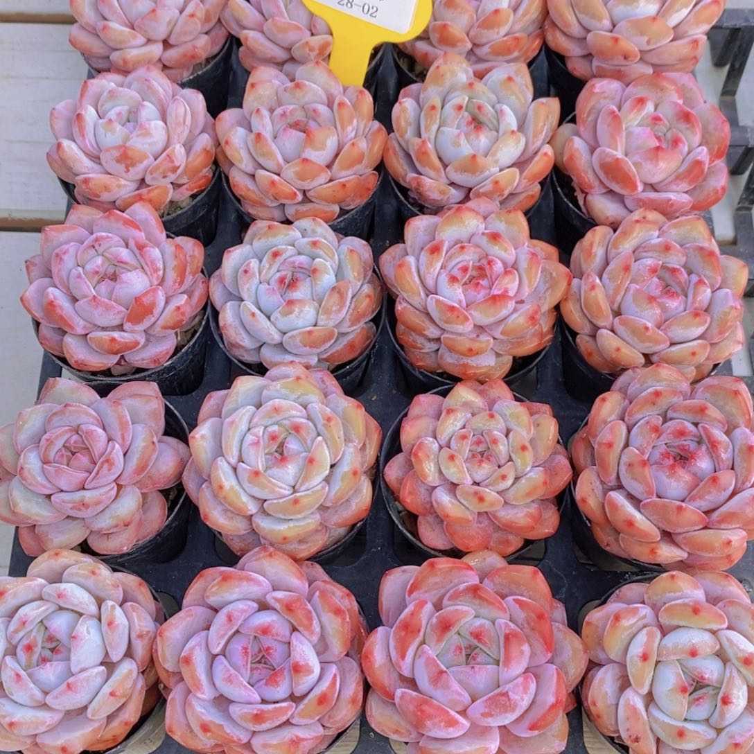 28-02-M奶油石榴籽星影单头买一送一