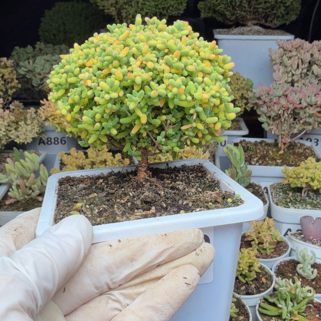 A980棒棒糖蜜橘糖球