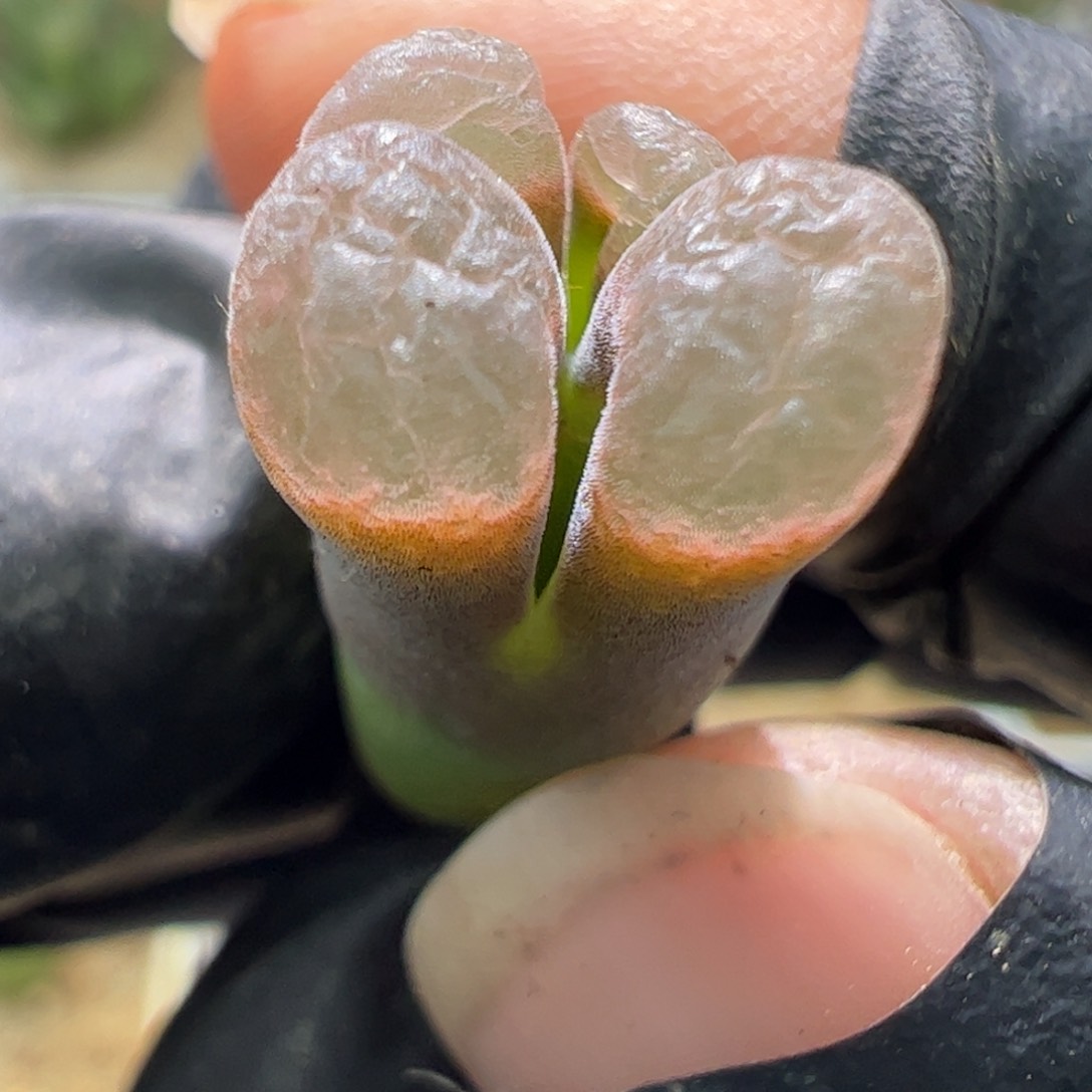 磁铁长腿福利一颗12。   