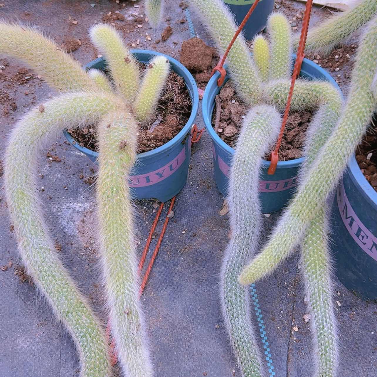 【闪购商品】大群无砍九尾狐16.9