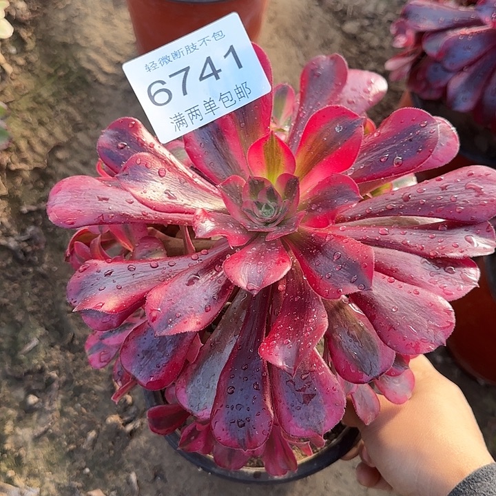 6741美杜莎多肉植物