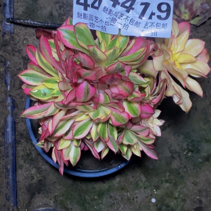 魅影30-1花花花花