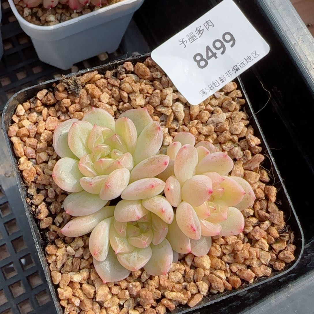孤品珍妮，8499多肉植物