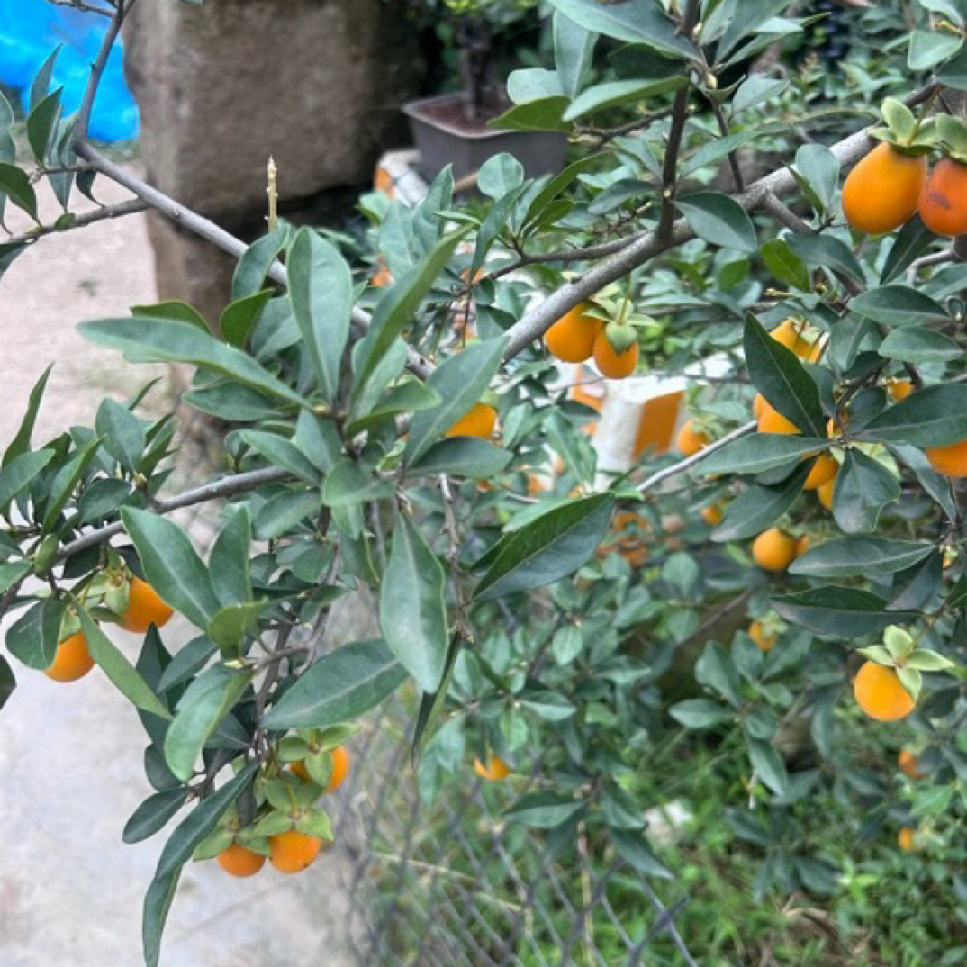 金弹子人工桩直播间一物一拍，乱拍不发货