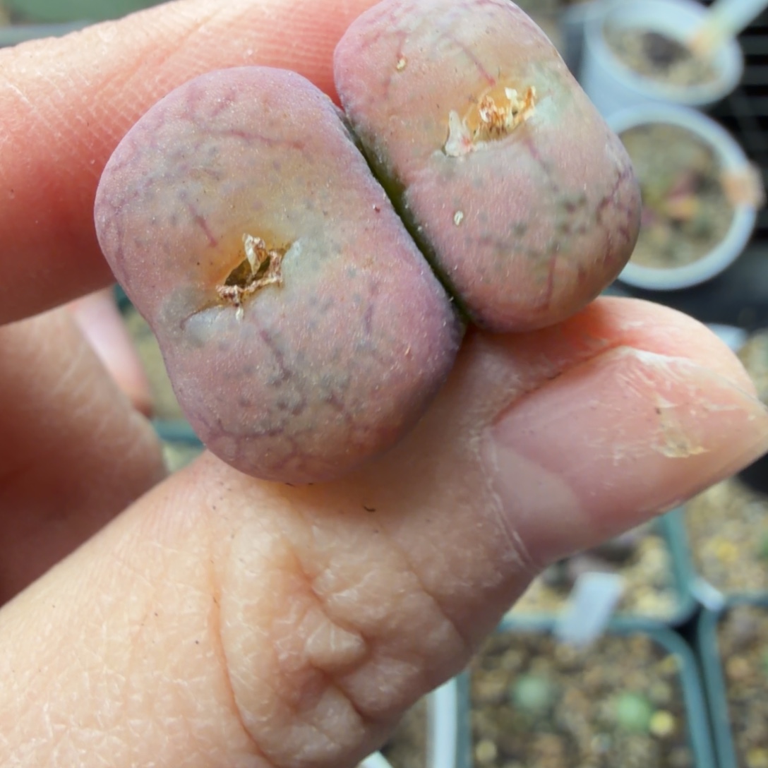 毛杂母本福利一颗一颗