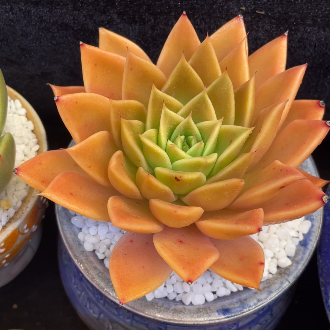 多肉植物盆栽多肉