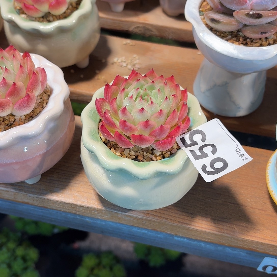 张***)粉水晶多肉带盆发货655
