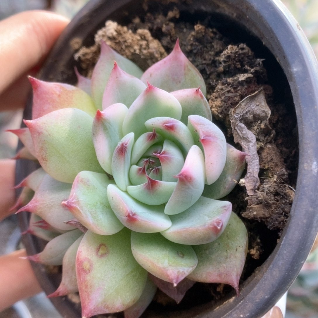 117锦锦锦锦锦锦锦