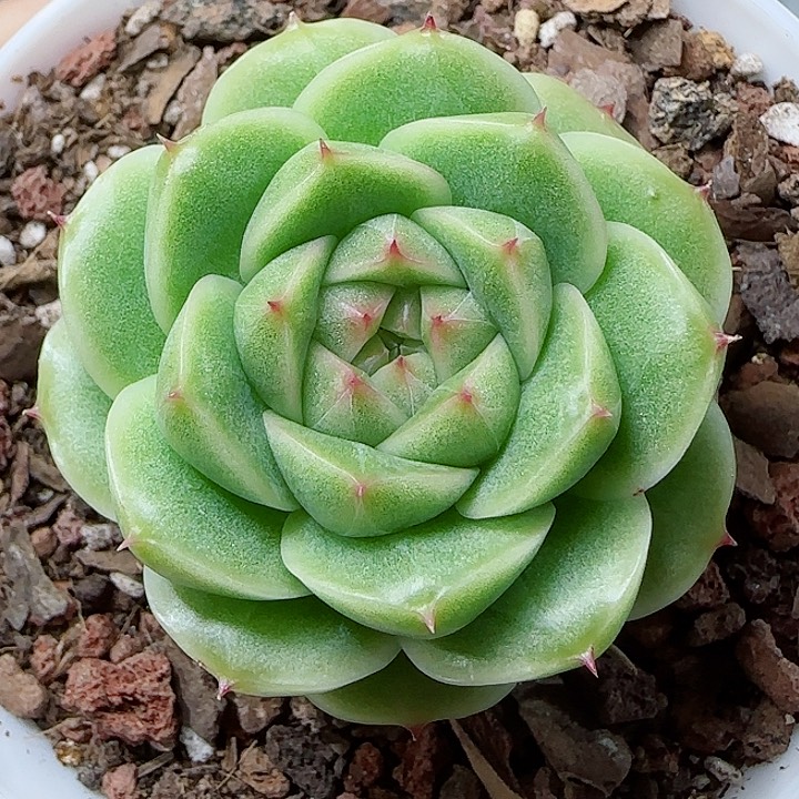 【闪购商品】0524-160包子麦杆