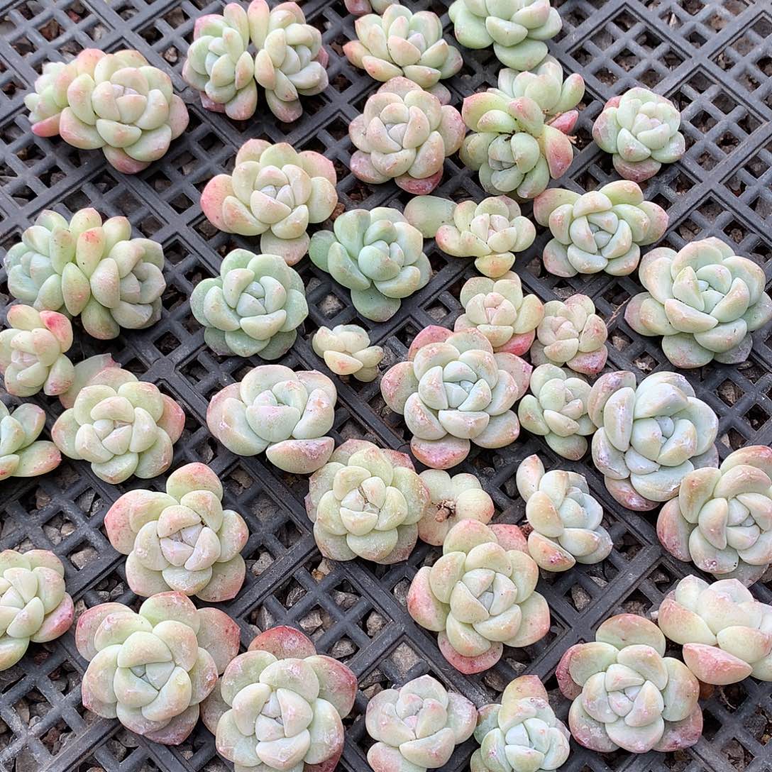 20颗冰玉单头一物一拍