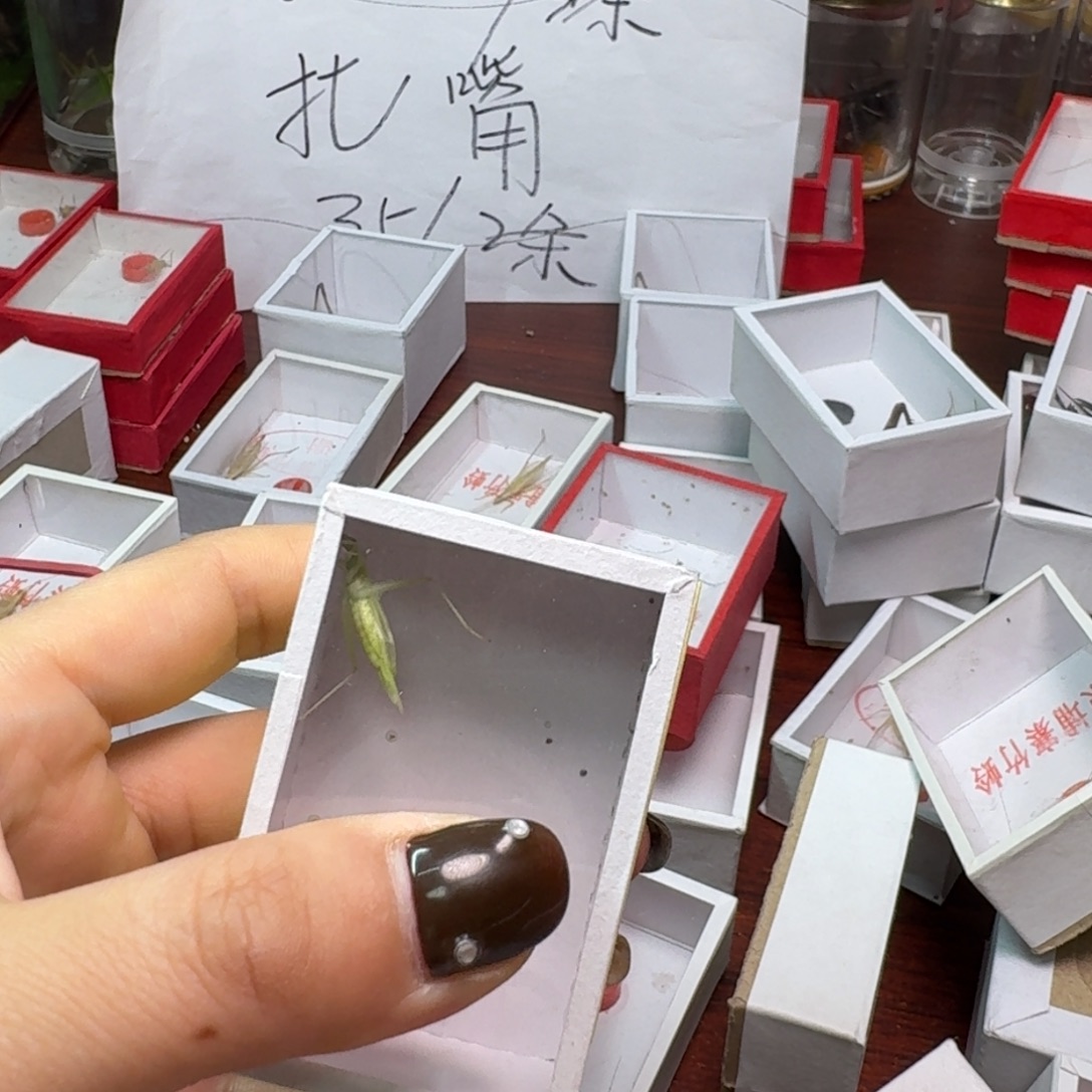 失***中一条扎嘴一个青竹。      