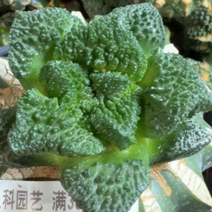 无花朵福利苗接哥斯拉942