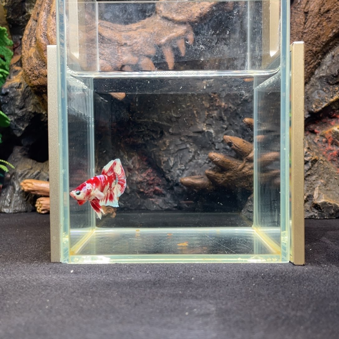 斗鱼十二月二日竞价