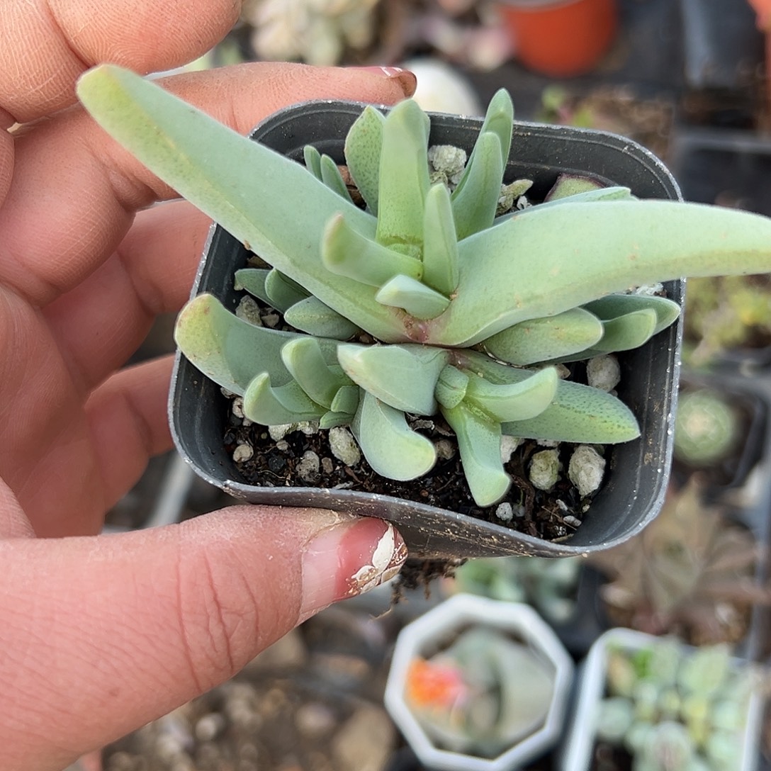 多肉植物多肉植物