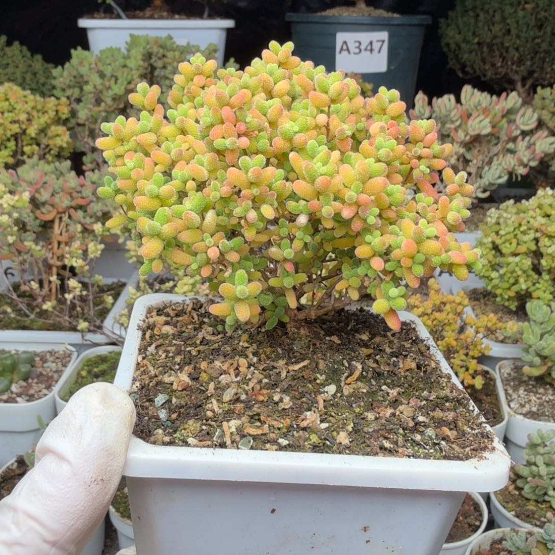 张***峰A621蜜橘糖球枝干