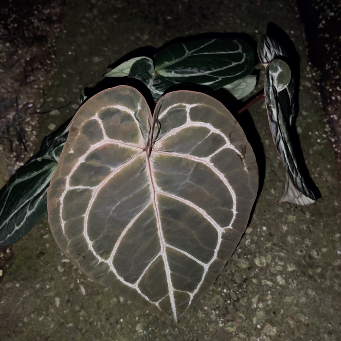 是****完全开放红水晶杂黑水晶