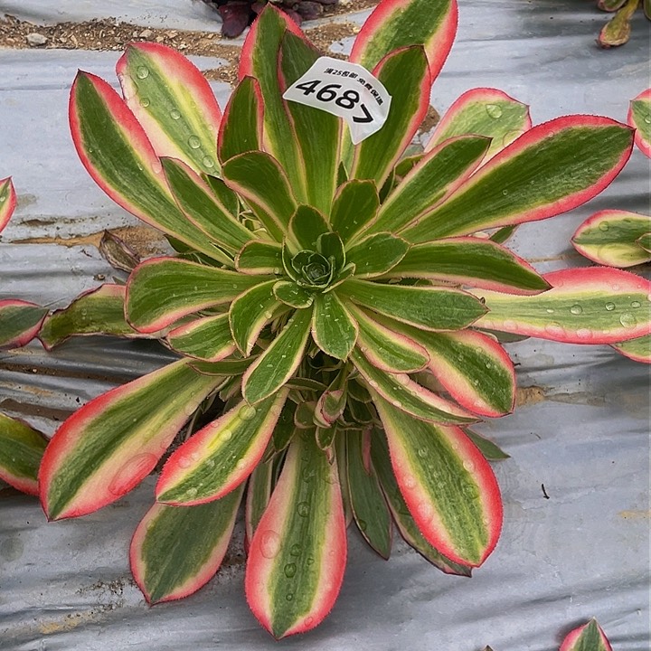 4687男神多肉植物