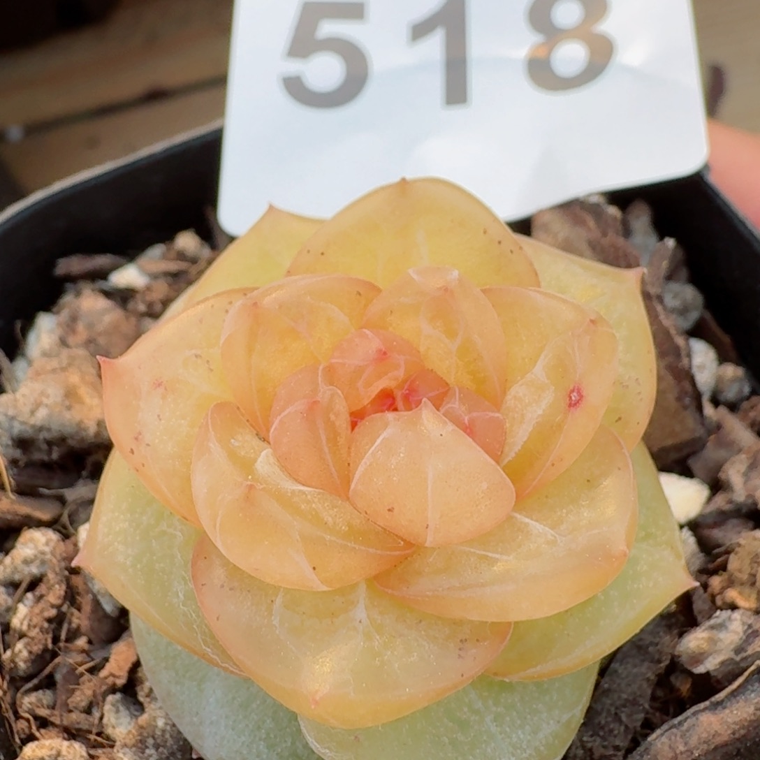 玛瑙珍妮模特       多肉植物