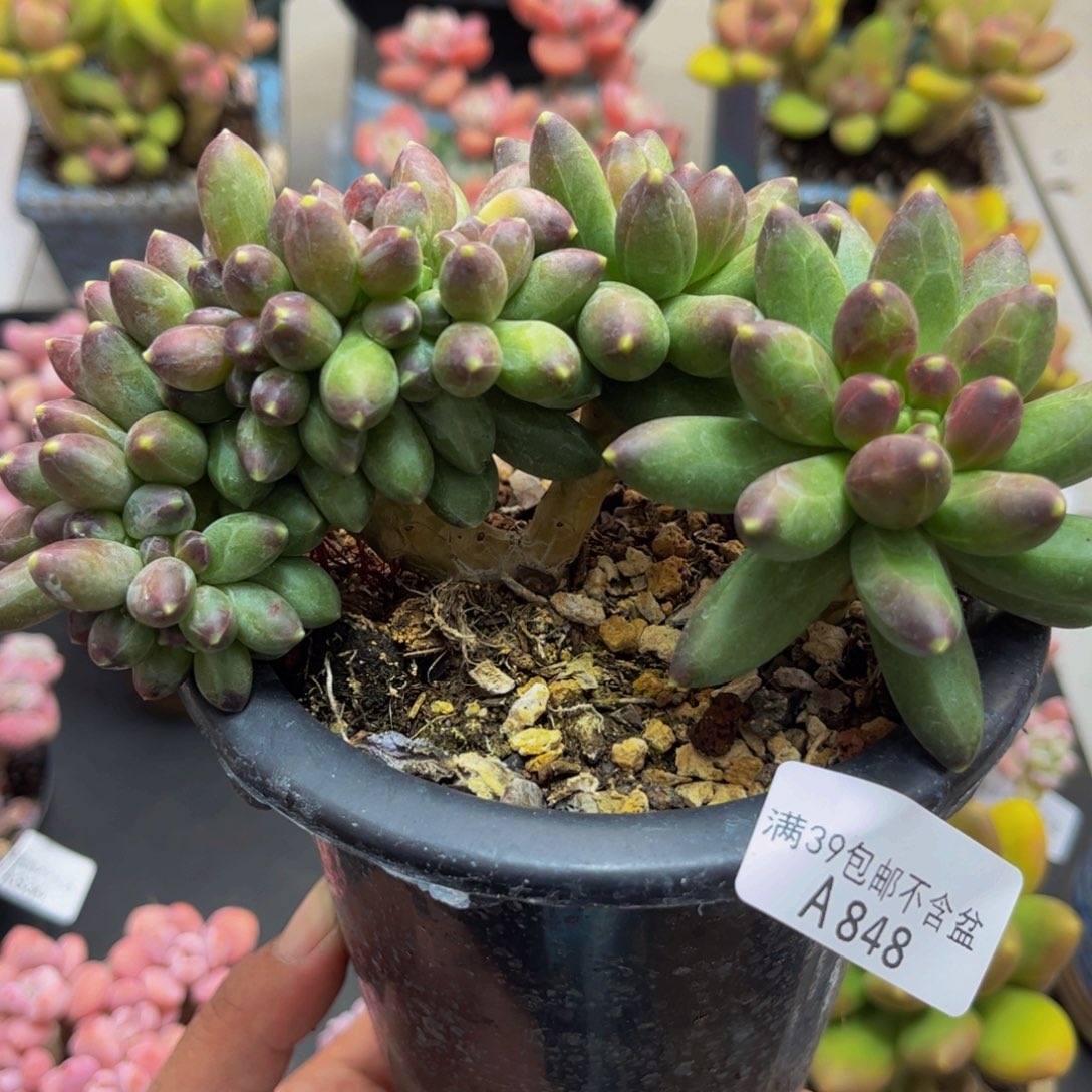 848香蕉树缀10cm多肉植物