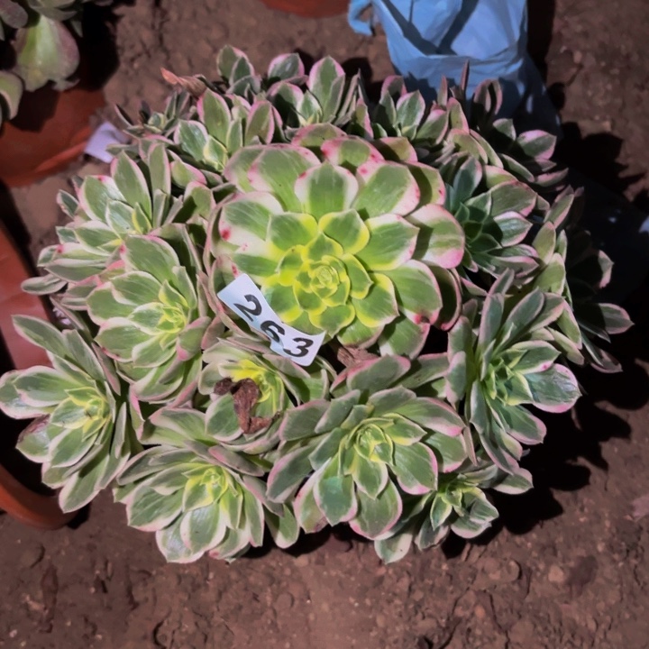 253粉海王多肉植物