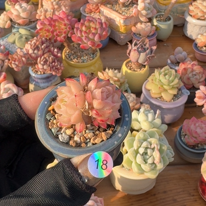 18 多肉含盆土 30元包邮 除偏远