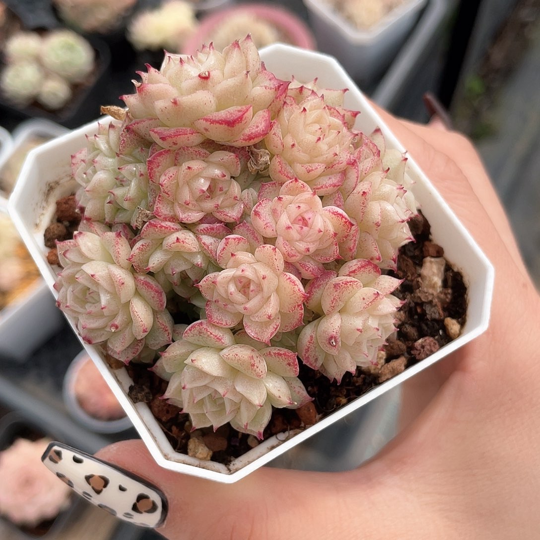 优选麦秆精品532
