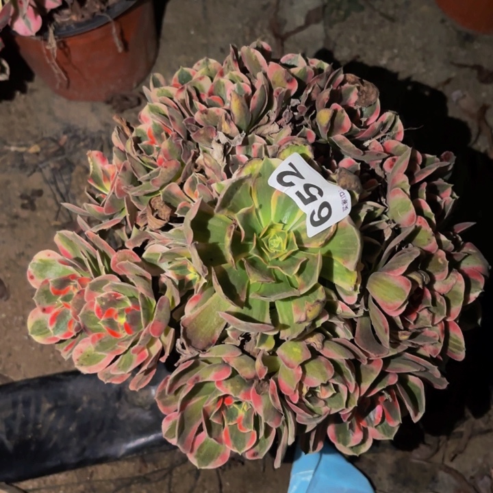 652皇后多肉植物不售后