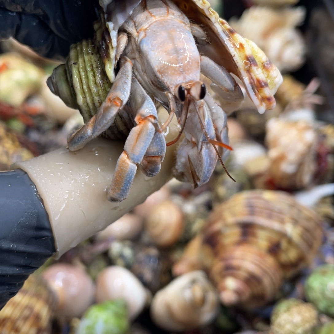 不退不换活体宠物37