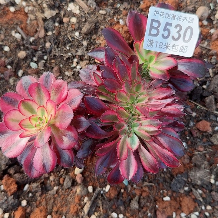 多肉法师香奈儿多