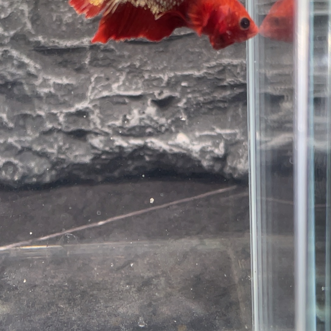 斗鱼红肉fccp 将军公