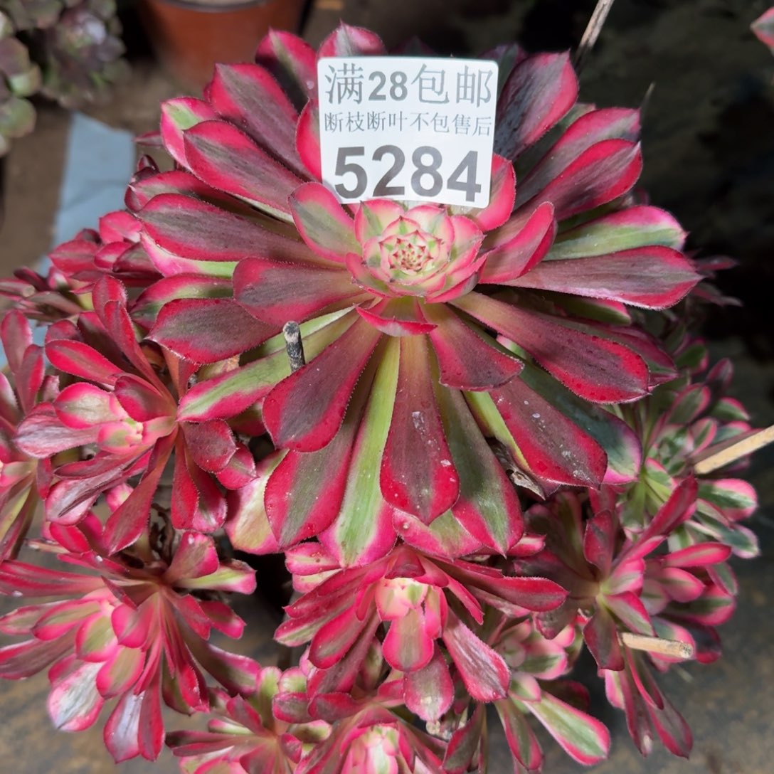 5284同白多肉植物