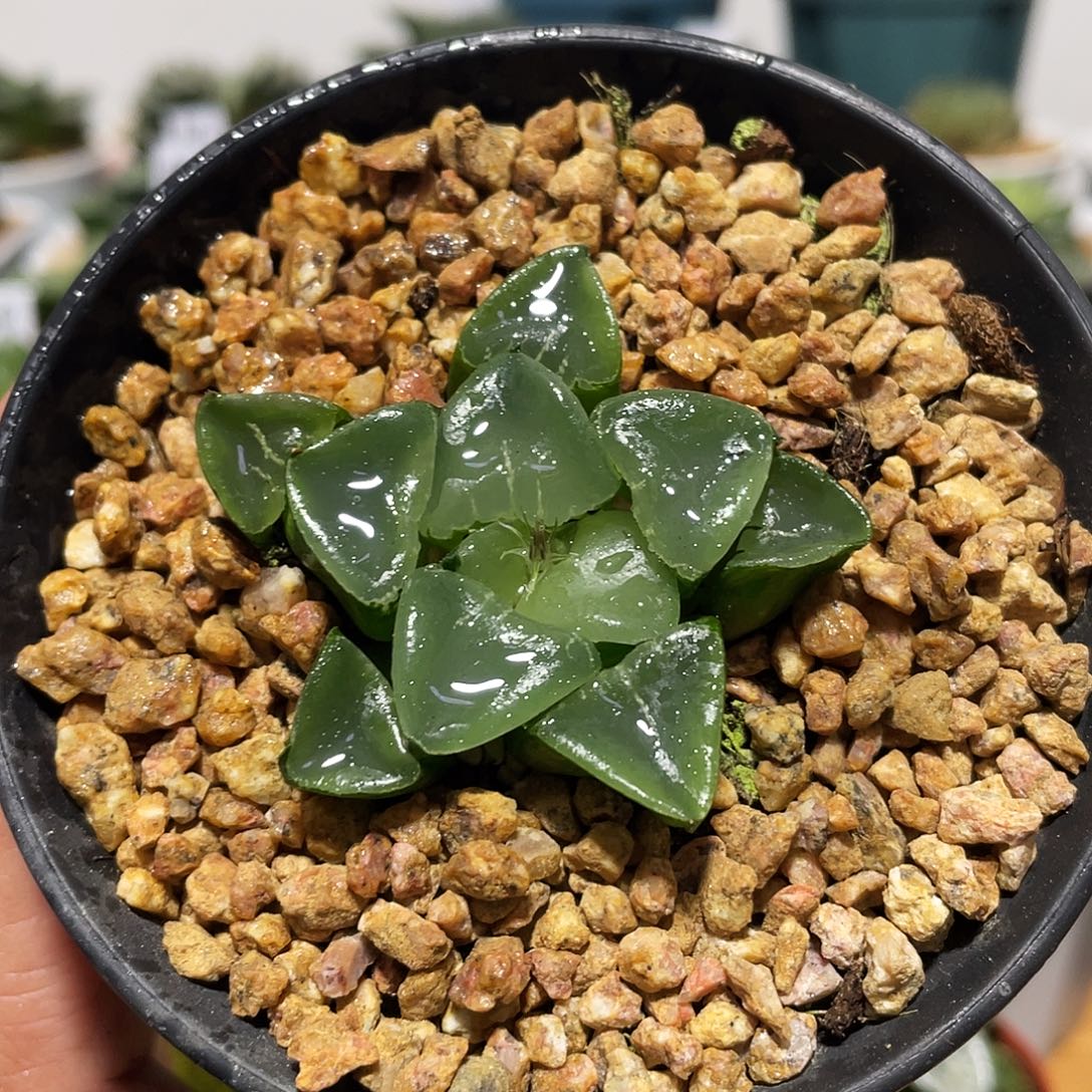 黑色万象盆姬翠多肉