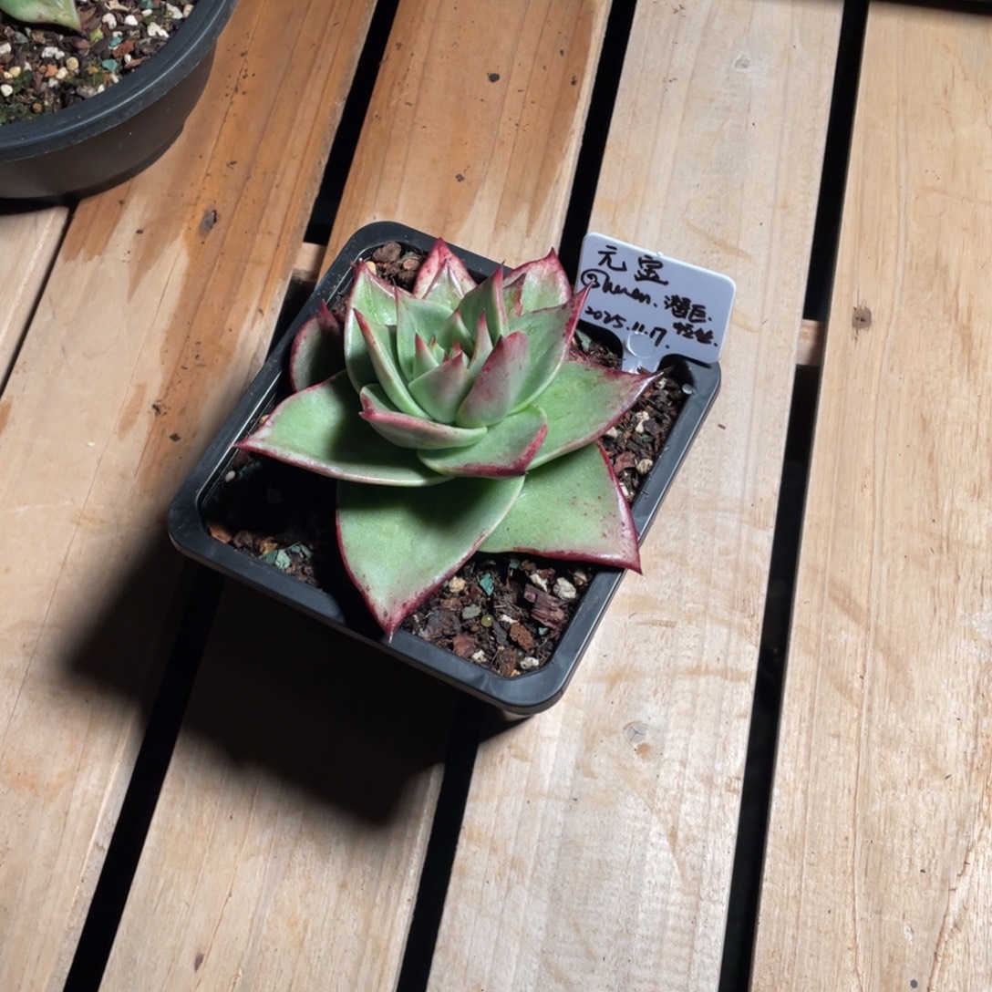 多肉植物，山人园艺