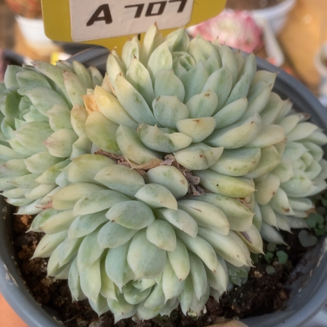 707月影精灵锦锦锦锦锦锦