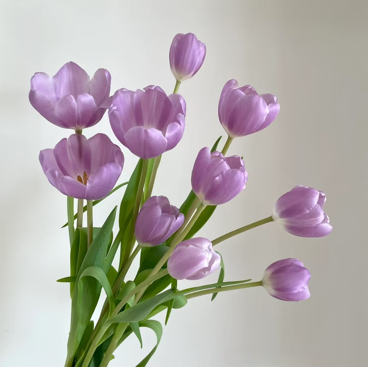 [海盛] 10枝海盛辛夷郁金香 小花苞20cm会长个【两单顺丰或京东】