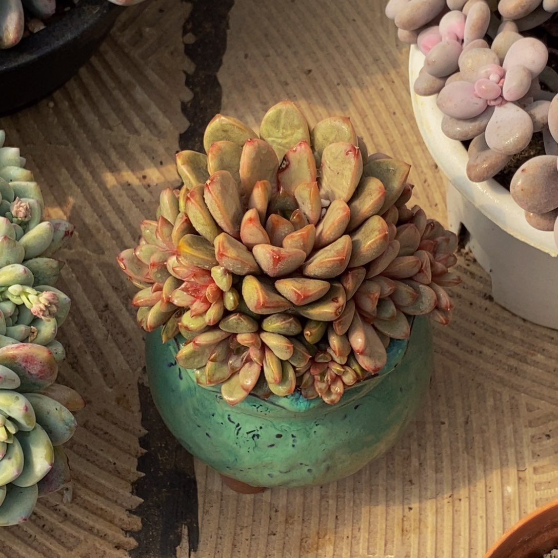 @**皮48包邮一物一拍多肉植物