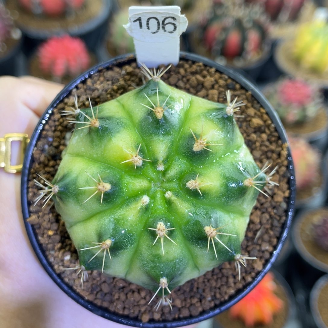 米哈星球000000000203