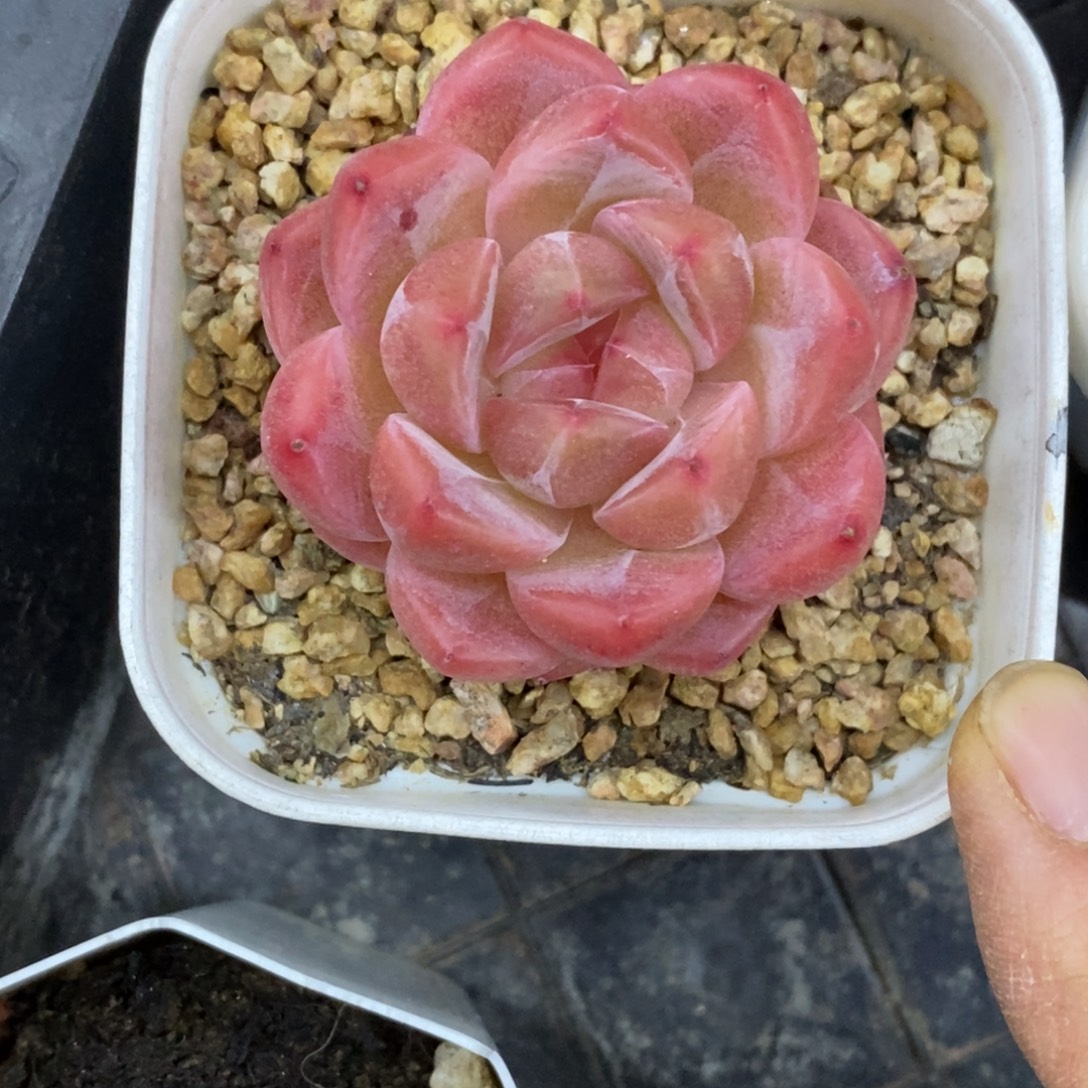 精品多肉一物一拍不包整386
