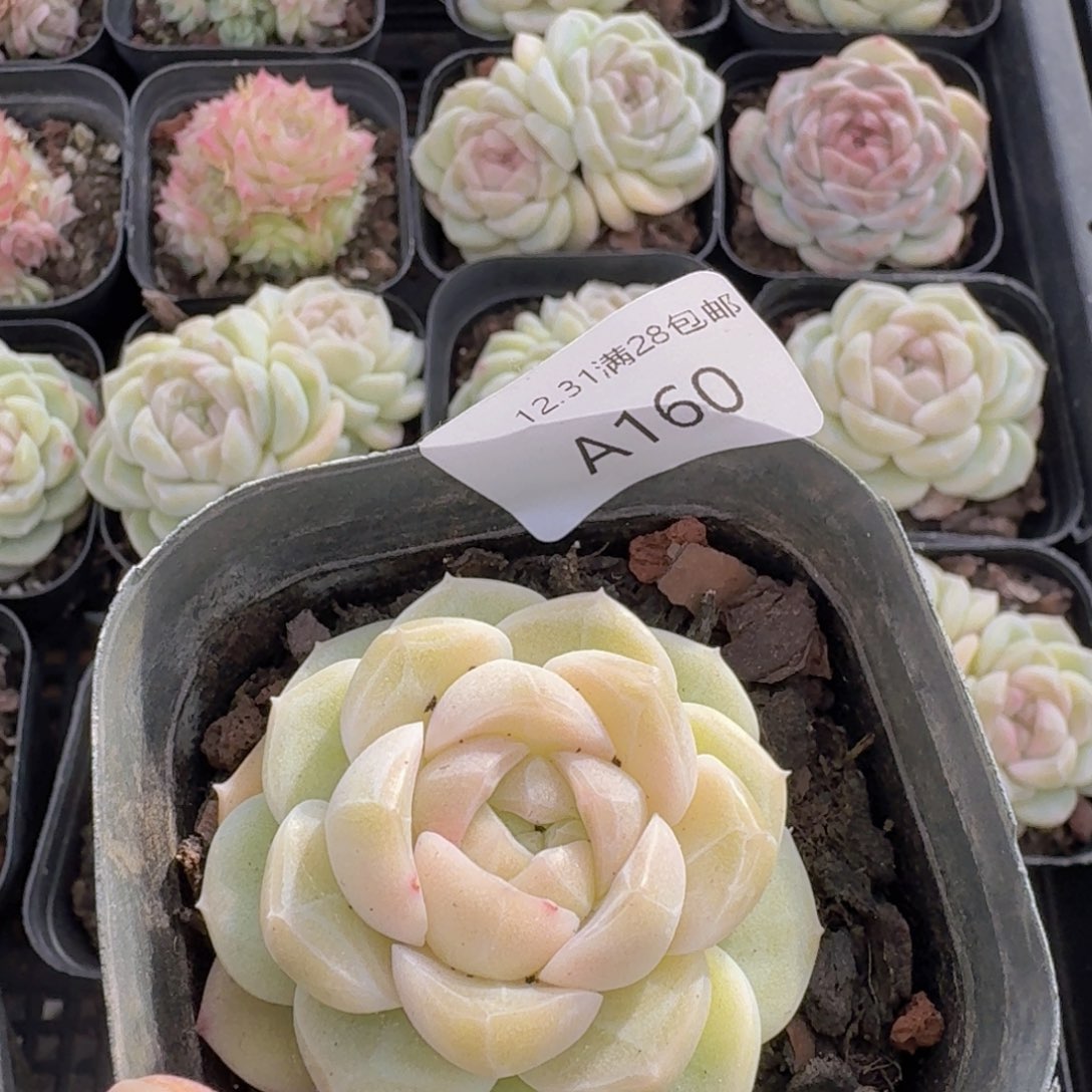 一***求珍妮一颗带盆带土