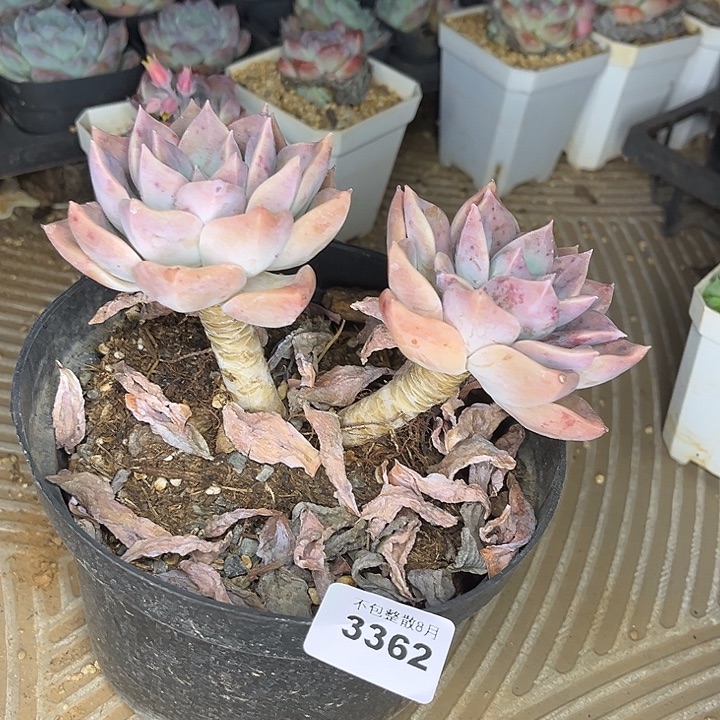 阿雅园艺。       3362千金