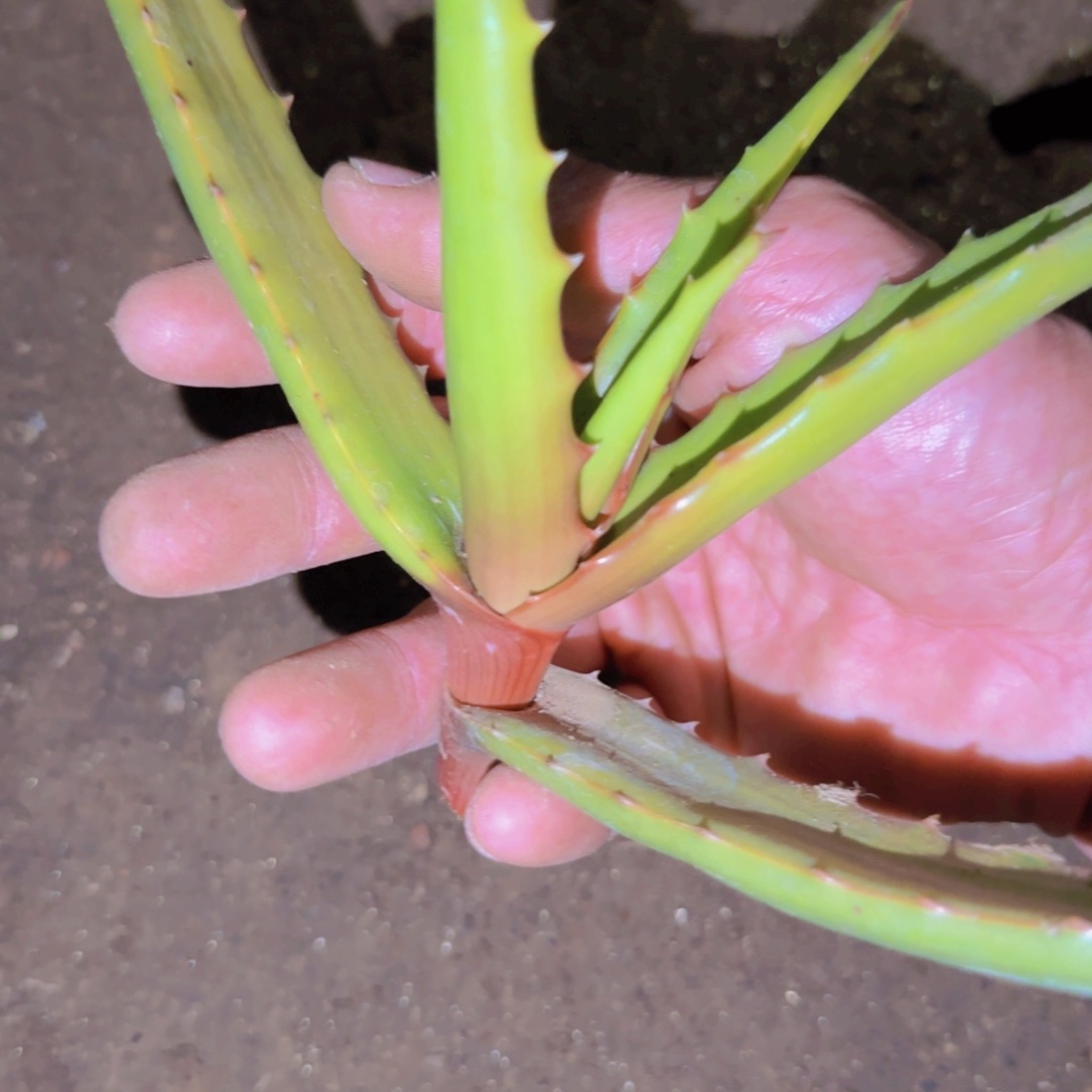 A***r块根植物块根植物块根