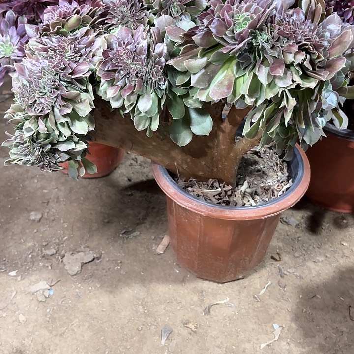 多肉植物玫瑰缀87