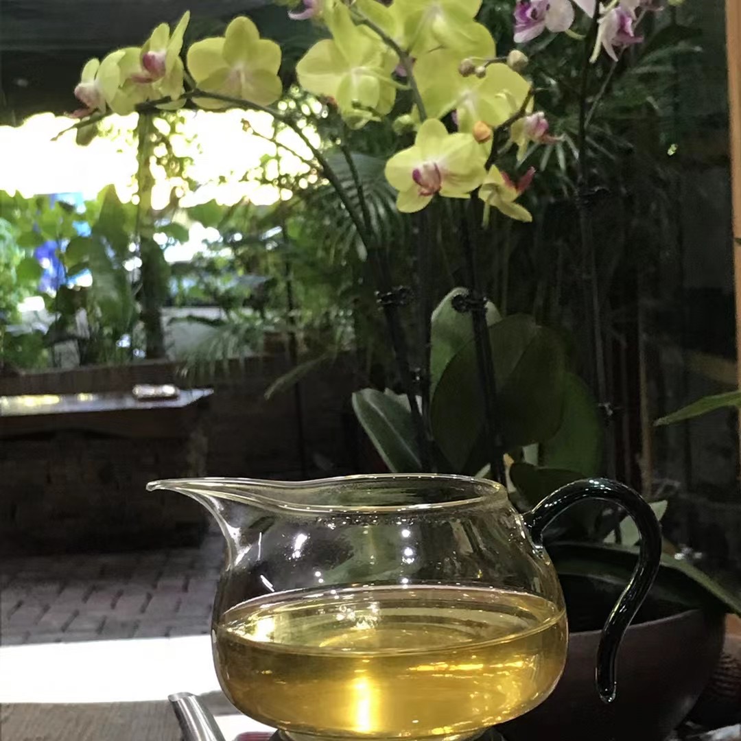 猫耳朵单株 晒青毛茶 散茶 