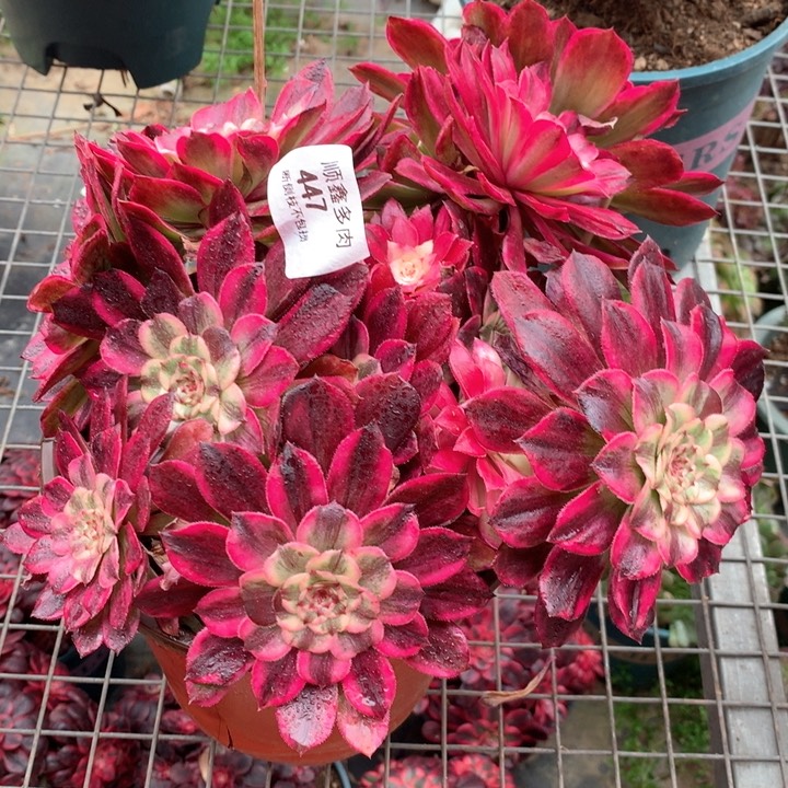 447水墨画多肉植物